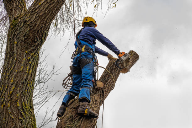 Purcellville, VA Tree Service Company